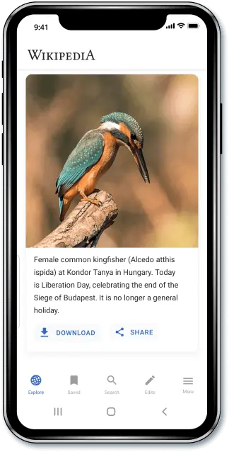 A Wikipedia page about a female common Kingfisher in Hungary